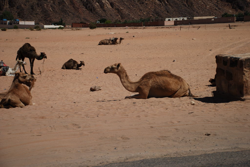 Wadi Rum